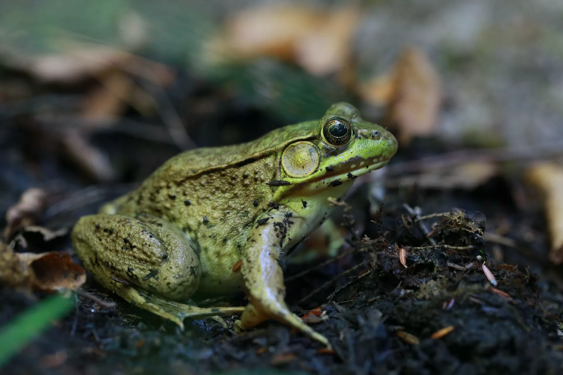 Eat that frog